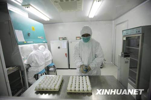 6月8日，科研人員在進(jìn)行毒株種子批的制備工作。新華社記者 邢廣利 攝