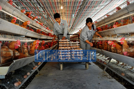 抗生素的濫用正在中國養(yǎng)殖業(yè)形成惡性循環(huán),由此引發(fā)的食品安全問題已經(jīng)到了關(guān)乎我們民族繁衍的程度。本報資料圖