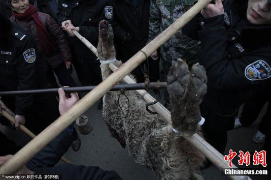 　　3月19日，山東滕州市公安局接到群眾報警，柴胡店鎮(zhèn)一男孩在上學(xué)的路上被一疑似狼的灰色動物咬傷脖子、耳朵及大腿，一婦女被該動物咬死/春暖花開攝 圖片來源：CFP視覺中國