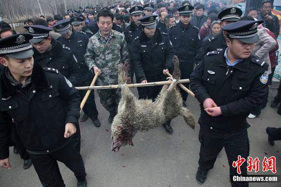 　　3月19日，山東滕州市公安局接到群眾報警，柴胡店鎮(zhèn)一男孩在上學(xué)的路上被一疑似狼的灰色動物咬傷脖子、耳朵及大腿，一婦女被該動物咬死。高翔 謝經(jīng)嶺 攝