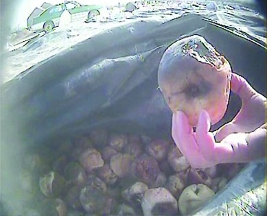 作為蜜餞原料的水果已經(jīng)腐爛。