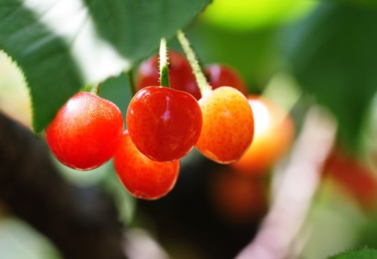 城陽(yáng)夏莊櫻桃節(jié)開(kāi)幕 每位30元無(wú)限量采摘