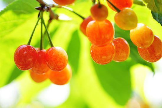 城陽(yáng)夏莊櫻桃節(jié)開(kāi)幕 每位30元無(wú)限量采摘