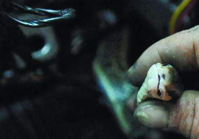 轎車大卸八塊揪出黑眉錦蛇 長度達(dá)兩米