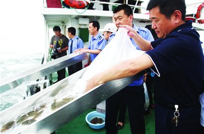 青島161萬小魚軍團放流大海