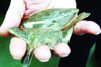 青島161萬小魚軍團放流大海