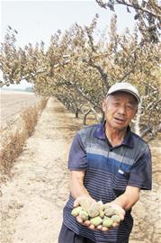 村民放火燒麥茬烤死80棵桃樹(shù) 上萬(wàn)元打水漂