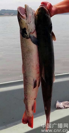 新疆喀納斯湖疑似水怪曝光:一人高大紅魚 新疆喀納斯湖疑似水怪曝光:一人高大紅魚