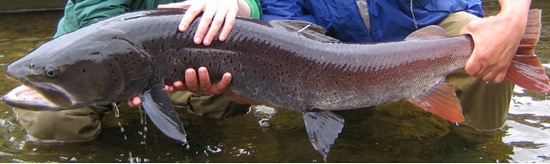 新疆喀納斯湖疑似水怪曝光:一人高大紅魚 新疆喀納斯湖疑似水怪曝光:一人高大紅魚