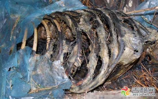 消息的發(fā)起人由野生動(dòng)物作家胡冬林發(fā)起，并在網(wǎng)上將發(fā)現(xiàn)熊的整個(gè)過(guò)程公布。