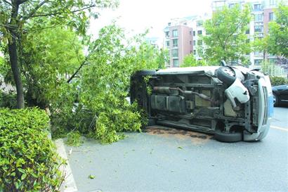 別克急剎沖上人行道撞倒十年楊樹側翻 司機爬出天窗