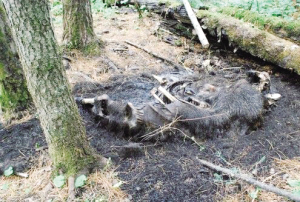 從現(xiàn)場情形分析，盜獵者極其卑鄙殘忍且深諳熊性