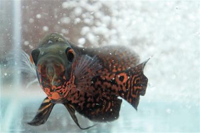 青島花鳥(niǎo)市場(chǎng)被曝賣(mài)食人魚(yú) 放魚(yú)缸清道夫被啃光