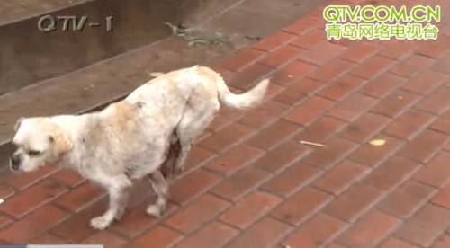 青島狗堅強被車軋壞脊椎2后腿萎縮 自學(xué)前腿走路