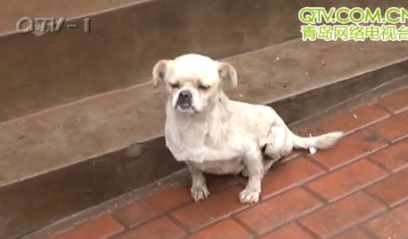 青島狗堅強被車軋壞脊椎2后腿萎縮 自學(xué)前腿走路