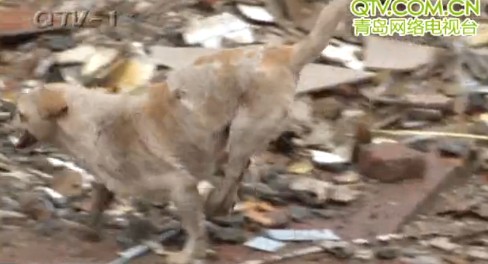 青島狗堅強被車軋壞脊椎2后腿萎縮 自學(xué)前腿走路