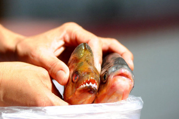 廣西柳州聘捕魚(yú)高手誘捕食人魚(yú)