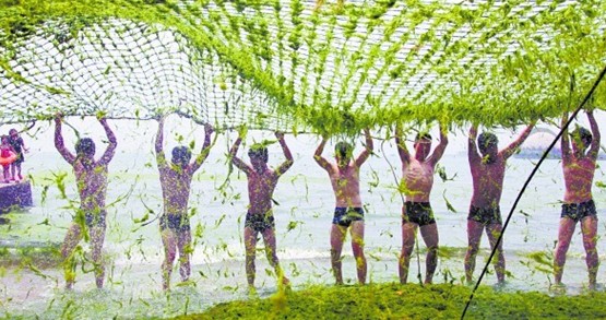 六浴清出近百?lài)崫G苔