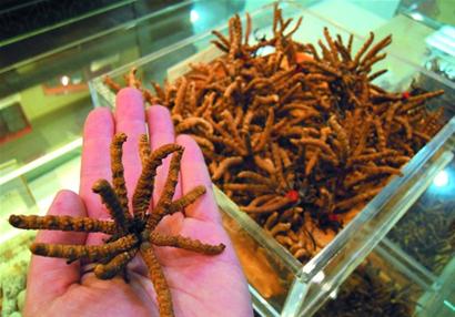 蟲(chóng)草青島上市賣天價(jià) 一克蟲(chóng)草抵兩克黃金