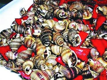 海瓜子或?qū)俳晨椉y螺 專家建議慎食 海瓜子或?qū)俳晨椉y螺 專家建議慎食