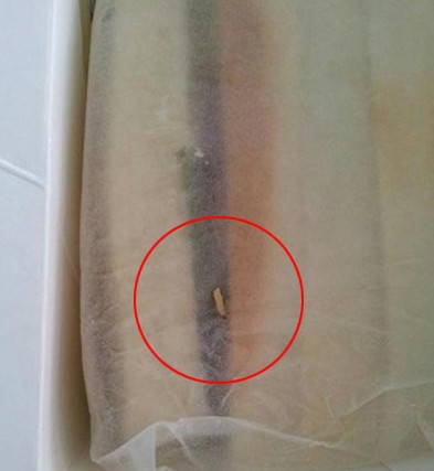 青島丹香新鮮三明治吃出活蛆 稱不是蛆是蟲(chóng)子 青島丹香新鮮三明治吃出活蛆 稱不是蛆是蟲(chóng)子