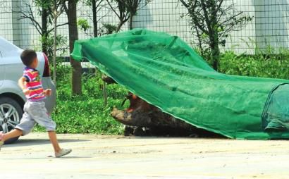 為防止暴曬使烏木表面龜裂，在上面覆蓋了一層綠色網(wǎng)狀薄膜。