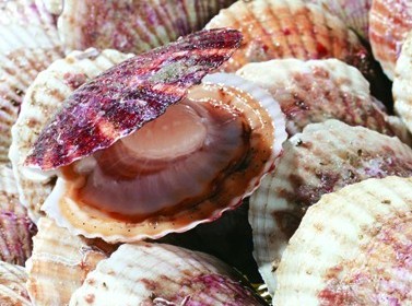 海洋怪物難倒老青島 圖示5種青島常見寄生海洋動物