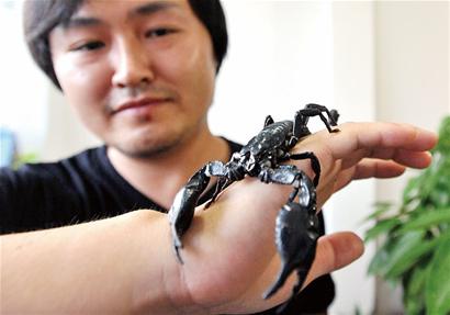 男子養(yǎng)200只蝎子當(dāng)寵物 交配兩次后死亡 男子養(yǎng)200只蝎子當(dāng)寵物 交配兩次后死亡