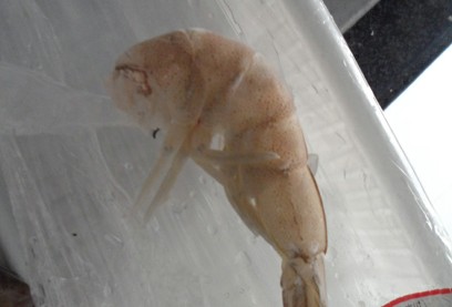 城陽(yáng)國(guó)貨被疑出售問(wèn)題蝦 吃后人腹瀉魚死亡