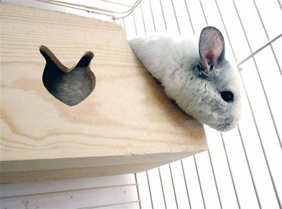 南美龍貓成白領(lǐng)新寵 愛賣萌會(huì)洗澡感情專一