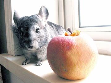 南美龍貓成白領(lǐng)新寵 愛賣萌會(huì)洗澡感情專一