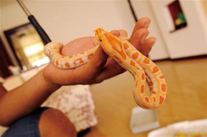 市民養(yǎng)黃金蟒當寵物:每天泡澡聽音樂 1年吃掉萬元食物