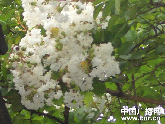青島嶗山太清宮百年銀薇花開(kāi) 恍若滿(mǎn)樹(shù)月華