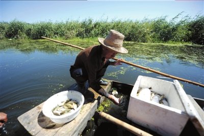 事發(fā)10天后，白洋淀中還有不少死魚。本報(bào)記者潘之望攝