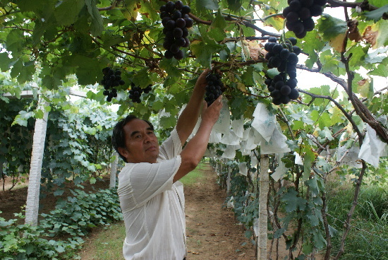 大澤山葡萄節(jié)明天開(kāi)幕 實(shí)地探訪葡萄產(chǎn)區(qū)