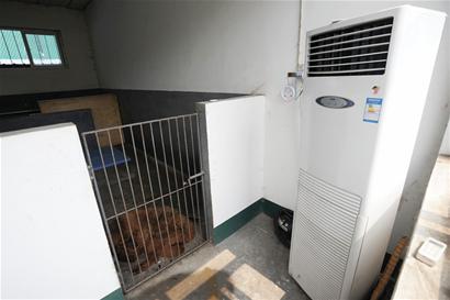 一只藏獒報(bào)出3000萬(wàn)天價(jià)