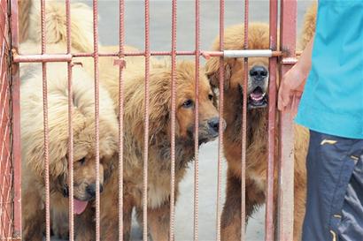 一只藏獒報(bào)出3000萬(wàn)天價(jià)