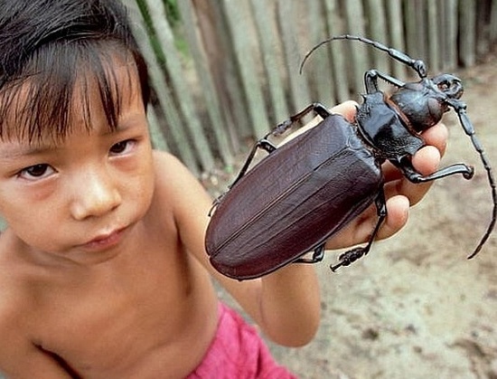 盤點(diǎn)各地罕見巨型“怪獸”