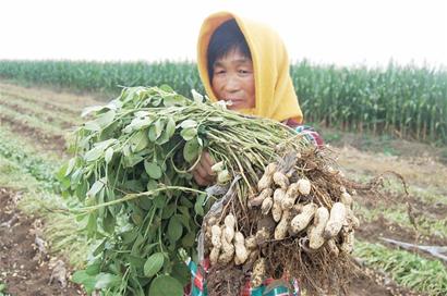 青島花生豐收再過半月上市 每斤漲1元農(nóng)民撈油水 青島花生豐收再過半月上市 每斤漲1元農(nóng)民撈油水