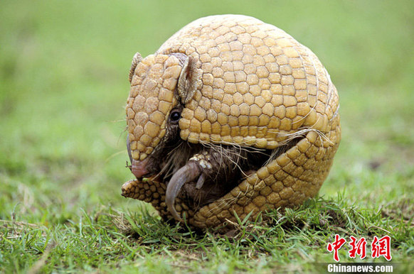 巴西世界杯三色犰狳吉祥物 巴西世界杯三色犰狳吉祥物