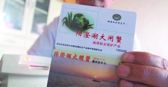 陽澄湖大閘蟹第一捕昨連夜進青 今日鮮活上市