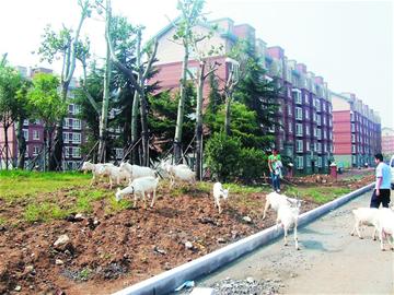 李滄綠化帶變羊場(chǎng)群羊啃樹(shù)皮 牧羊女多次路邊放