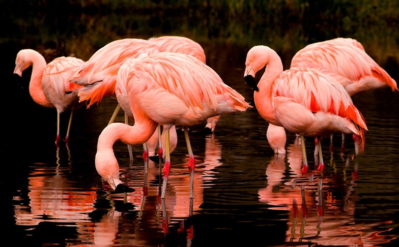 古巴16只火烈鳥飛到青島 身形優(yōu)雅被稱鳳凰化身