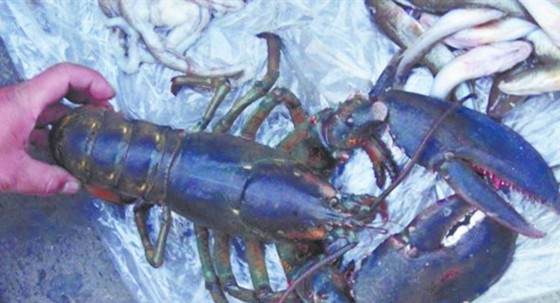青島驚現(xiàn)2.7斤巨型龍蝦 身長(zhǎng)35厘米有成人胳膊粗