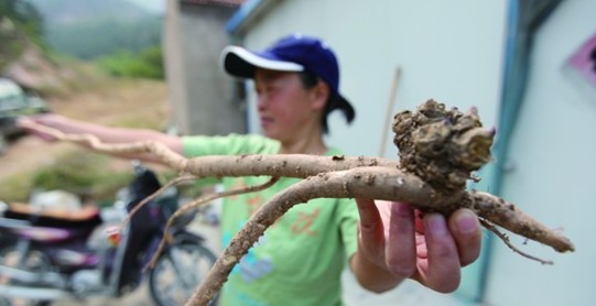 青島嶗山放羊人挖出1.08米野生巨參 十分罕見被搶購(gòu)