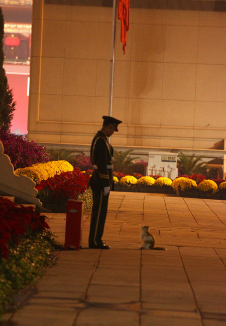 喵星人偶遇天安門廣場武警 四目相接照走紅