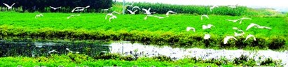青島平度白埠變白鷺園 水草豐美數(shù)百白鷺齊飛翔 青島平度白埠變白鷺園 水草豐美數(shù)百白鷺齊飛翔