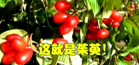 重陽(yáng)節(jié)習(xí)俗知多少:飲菊花酒吃重陽(yáng)糕 茱萸可入菜
