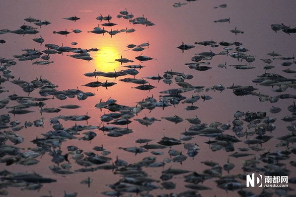 村莊魚塘被投毒死魚3萬(wàn)斤 水面遍布死魚