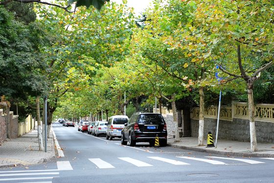 八大關(guān)葉色醉人:數(shù)樹(shù)深紅出淺黃